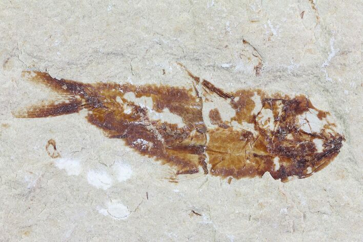 Cretaceous Fossil Fish (Armigatus) - Lebanon #70029